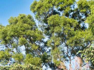 Berrak mavi gökyüzüne karşı gür yeşil ağaçlar, doğanın tazeliğini ve açık havanın canlılığını yakalıyorlar..