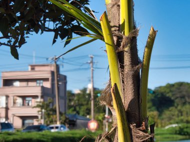 Close-up view of a green palm tree trunk with textured bark, showcasing the vibrant leaves and natural growth in a bright outdoor setting.
