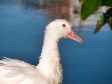 Mavi gözlü, pembe gagalı, beyaz bir ördeğin yakın plan çekimi, sakin ve yeşil yapraklı bir su kütlesinin yanında, huzurlu bir doğal manzara yaratıyor..