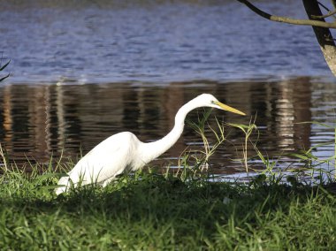 Parlak bir parkta, sakin bir gölün kenarındaki yemyeşil çimlerin üzerinde zarif bir beyaz balıkçıl duruyor..