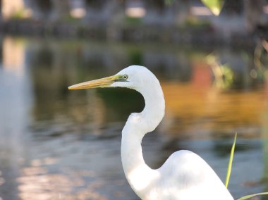 Uzun sarı gagalı beyaz bir balıkçıl, Miami, Florida 'da yansıtıcı bir su kütlesinin yanında duruyor..