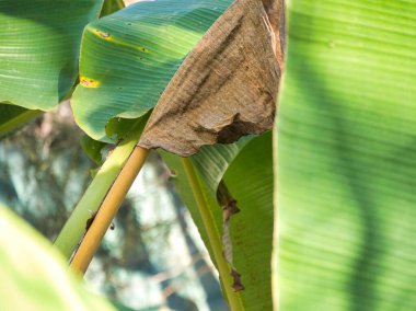 Parlak gün ışığı altında canlı yeşil tropikal yapraklar arasında solmuş kahverengi muz yaprağının yakın görüntüsü. Bahçedeki doğal çürümeye ve botanik dokulara odaklan..