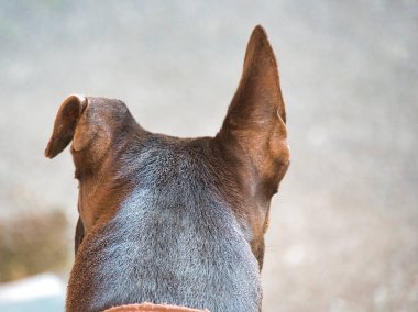 Kahverengi bir köpeğin kafasının arka görüntüsünde bir iğne kulağı ve katlanmış bir kulağı var. Yakın çekim, kısa kürkün dokusunu ve kulakların bulanık arkaplandaki benzersiz asimetrisini vurgular..