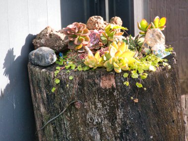 Kırsal bir ağaç kütüğü canlı bir yosun ve sulu bitki koleksiyonu için doğal bir ekici görevi görerek, sakin bir sürdürülebilirlik ve yenilenme hissi uyandıran organik bir bahçe görüntüsü oluşturur..