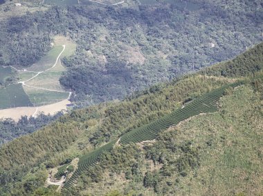 Yüksek açılı bir manzara, bereketli bir dağ yamacına kurulmuş çay tarlalarının geometrik örüntülerini yakalar. Aydınlık bir günde vahşi ormanın ortasında huzurlu bir tarımsal uyum hissi uyandırır..