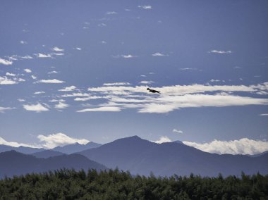 Yalnız bir kuş, sisli sıradağların ve yemyeşil bambu ormanlarının üzerinde zarif bir şekilde süzülüyor. Derin bir huzur ve vahşi yaşam özgürlüğünü çağrıştırıyor..