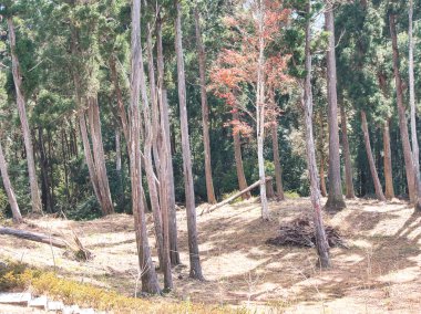 Güneş ışığı, yamaçtaki uzun ve ince selvi ağaçlarının arasından süzülür. Canlı kırmızı yaprakları olan tek bir yaprak ağacını serin bir sonbahar atmosferi yaratmak için vurgular..