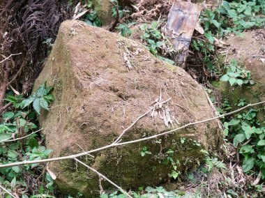 A large weathered boulder sits nestled among lush green foliage and forest debris on a damp woodland floor, evoking a serene sense of natural decay and timeless endurance.