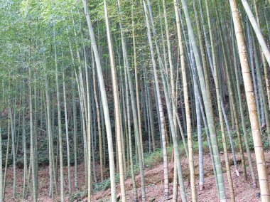 Uzun yeşil bambu sapları yemyeşil bir Asya ormanında gölgeliğe doğru yükselir, yoğun doğal korulukta huzur ve Zen benzeri bir huzur hissi uyandırır..