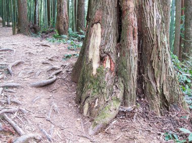 Devasa antik bir sedir ağacı, sarmal bir orman yolunun yanında duruyor. Engebeli kabuğu ve karışık kökleri, bereketli, sakin bir ormanlık alanda zamansız bir dayanıklılık hissi uyandırıyor..
