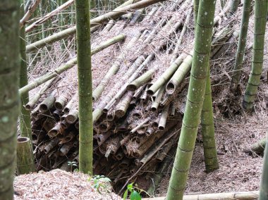 Toplanan dev bambu kutupları orman zemininde duruyor, sürdürülebilir bir endüstri hissi uyandırıyor ve tropikal bir orman ortamında doğal kaynakların saf güzelliği.