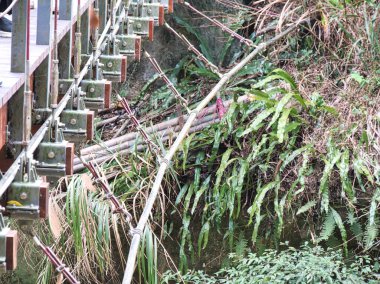 Sağlam bir asma köprü yapısı, verimli bir tropikal vadi üzerinde yürüyüş yolunu güvence altına alır. Güvenli geçiş sağlamak için vahşi bir orman ortamına entegre edilmiş endüstriyel mühendisliği gösterir..