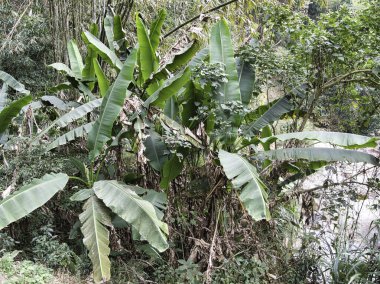 Bereketli muz bitkileri yoğun tropikal ormanlarda yağmur mevsiminde gelişir, canlı yeşil yapraklar sergiler ve nemli yabanda evcilleşmemiş bir doğa hissi uyandırır..