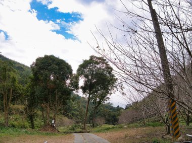 Bereketli, yemyeşil ağaçlar, kışın Tayvan 'da bir dağ yolunun yanında durur. Beyaz bulutlarla dolu canlı mavi gökyüzüne karşı çıplak dallar gibi huzurlu bir kırsal atmosferi çağrıştırır..
