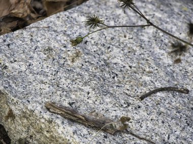 Kuru bir sonbahar enkazı arasında uzanan yıpranmış granit bir taş, sakin bir ormanda mevsimsel çürüme ve doğal süreklilik hissi uyandırıyor..