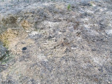 Kuru, kavrulmuş toprak kuraklık döneminde sert çatlaklar ve aşınmalar gösterir. Çevresel aciliyet ve kırılganlık hissi uyandıran ıssız ve ıssız bir araziyi yansıtır..