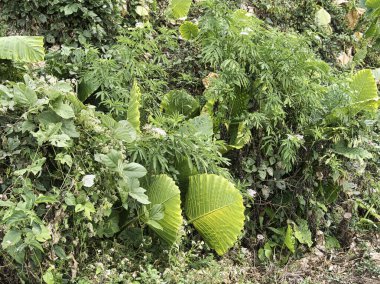 Bereketli tropikal yapraklar vahşi yamaçlarda yetişir, dev taro yaprakları sergilenir ve çeşitli orman çalıları evcilleştirilememiş doğal güzellik ve ekolojik bolluk hissi uyandırır..
