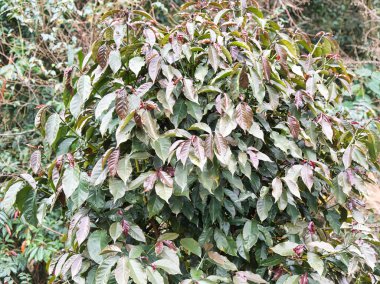 Bereketli, yemyeşil bir çalılık yoğun bir ormanda canlı yeşil ve bordo yapraklar sergiliyor. Bu da vahşi doğada doğal bir sükunet ve mevsimsel geçiş hissi uyandırıyor..