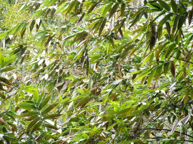 Güneş ışığı, vahşi bir ormandaki yoğun bambu yapraklarının arasından süzülür ve öğleden sonraları doğal huzur ve biyolojik çeşitliliğin huzurlu bir anını yakalar..