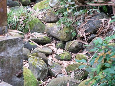 Yosunlu nehir taşları, sakin bir orman sahnesinde kurumuş bambu yapraklarının altında dinleniyor. Huzurlu ve topraklanmış bir çürüme ve yenilenme hissi uyandırıyor..