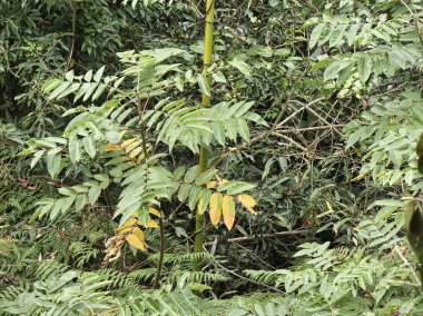 Çam yapraklı genç bir ağaç Hong Kong 'da yoğun bir tropikal orman zemininde duruyor, bitki örtüsünün çeşitli katmanlarını ve doğal bir orman ekosistemindeki büyüme döngüsünü vurguluyor..