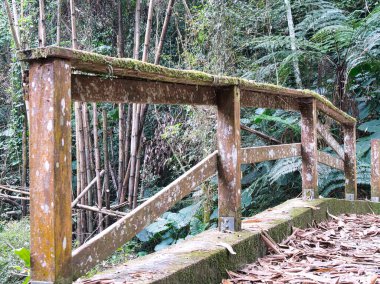 Yosun tutmuş bir ahşap korkuluk, verimli tropikal bir ormanda beton bir patikanın sınırlarını çiziyor. Yürüyüşçüleri sık yeşil ormanları keşfetmeye ve doğanın sessiz yalnızlığıyla bağlantı kurmaya davet ediyor..