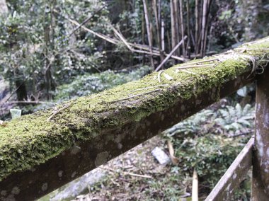 Yıpranmış ahşap bir korkuluk canlı yeşil yosunlarla kaplıydı yemyeşil bir tropikal ormanda, antik bir dinginliği ve doğanın yavaş yavaş geri dönüşünü çağrıştırıyordu..