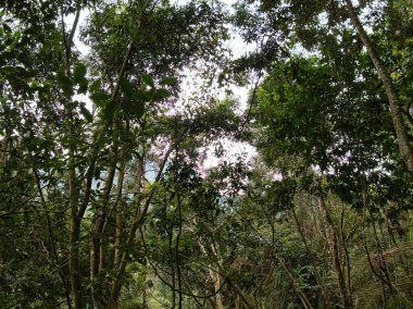 Güneş ışığı, tropikal bir yağmur ormanındaki yemyeşil ağaçların yoğun gölgelerinden süzülür, sakin bir izolasyon hissi uyandırır ve gün boyunca el değmemiş vahşi bir ekosistemin saf güzelliğini anımsatır..
