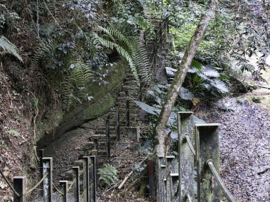 Metal korkuluklu yıpranmış bir taş merdiven gür, yoğun bir tropikal ormanda rüzgarlar esiyor, maceraperestleri canlı yağmur ormanlarının gizli derinliklerini keşfetmeye davet ediyor..