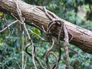 Düşen bir ağaç gövdesinin etrafını sımsıkı saran kalın odunsu sarmaşıklar, tropikal ekosistemlerin karmaşık ve boğucu güzelliğini gözler önüne seriyor..