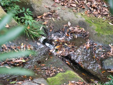 Huzurlu bir ormandaki dar bir kaya yarığından akan küçük bir su akıntısı, yosunlu kayalar ve düşmüş kahverengi sonbahar yapraklarıyla çevrili. Huzurlu bir izolasyon hissi uyandırmak için..