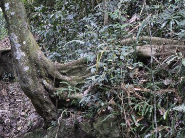 Dev bir antik ağaç gövdesi, canlı eğrelti otları ve yoğun çalılıklarıyla çevrili, yemyeşil bir astropikal ormanda kıvrılarak ham ilkel bir doğayı çağrıştırıyor..