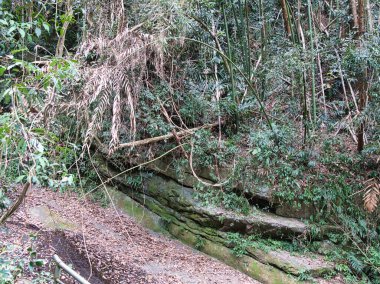 Yosun kaplı kaya oluşumları ve karışık bambu sapları tropikal bir orman yamacına hükmediyor ve antik, dokunulmamış doğal güzellik ve huzur dolu yalnızlığı çağrıştırıyor..