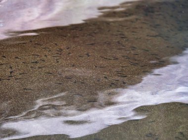 Küçük kurbağa yavrularından oluşan büyük bir okul sığ, güneşli bir dağ deresinde yüzüyor, doğal bir merak hissi yaratıyor ve huzurlu bir su ortamında yaşam döngüsünün başlangıcını oluşturuyor..