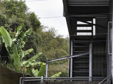 Dış metal bir merdiven kıvrımlı bir binanın karşısında duruyor, açık havada muz ağaçları ve bambu yemyeşil yapraklarıyla endüstriyel çeliğe zıt..