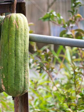 Büyük, desenli yeşil bir luffa kabağı güneşli bir bahçedeki kırsal metal bir sarmaşıkta asılı duruyor, ev hasadının cömertliğini ve sürdürülebilir bahçıvanlık uygulamalarıyla olan bağlantısını gösteriyor..