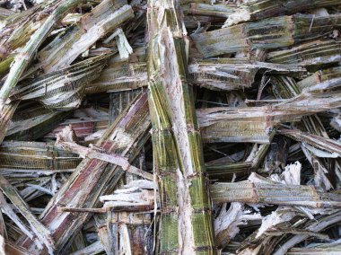 Ezildikten sonra bir yığın şeker kamışı torbasının kalıntıları, meyve suyu üretim sürecinden lifli dokular ve organik atıklar sergilenerek, işlenmemiş tarım endüstrisi hissi uyandırıyor..