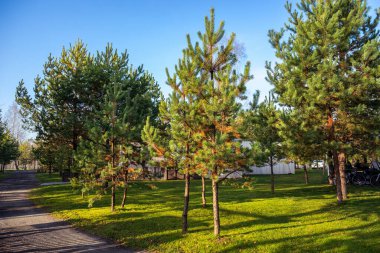 Belarus Minsk 'te terk edilmiş sonbahar ormanı çam ağaçları
