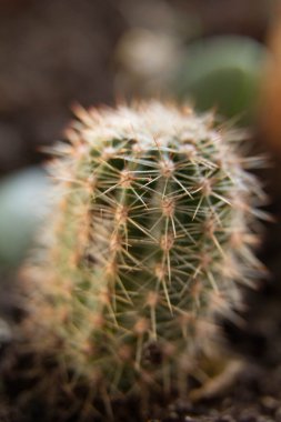 resmi bir kaktüs kapatmak