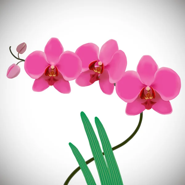 Las orquídeas rosadas . — Vector de stock