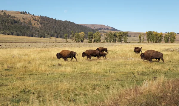 Yellowstone Milli Parkı, buffalo, Yellowstone'un bison, memeli, Bizon, yaz, arka plan