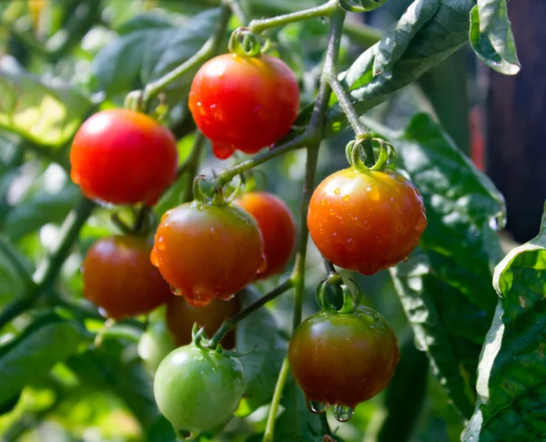 Zweig Von Reifen Und Grünen Kirschtomaten Einem Garten Tomatenpflanze Der Stockbild