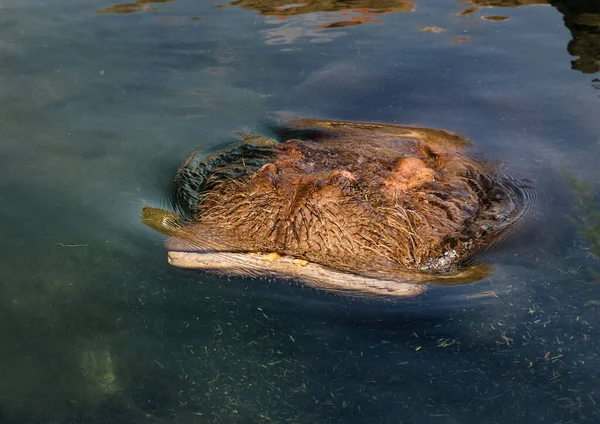Nilpferdschnauze Und Schnurrhaare Aus Nächster Nähe Flusspferde Treiben Wasser Zootiere — Stockfoto