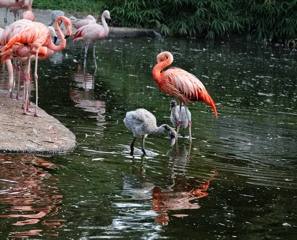 Roze Flamingo Met Baby Flamingo Het Water Twee Grijze Flamingo Rechtenvrije Stockafbeeldingen