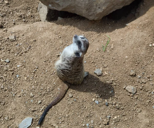 Meerkat肖像画Mongoose 动物园里的Suicat Suricatta可爱的动物 坐着的Meerkat回头看 — 图库照片