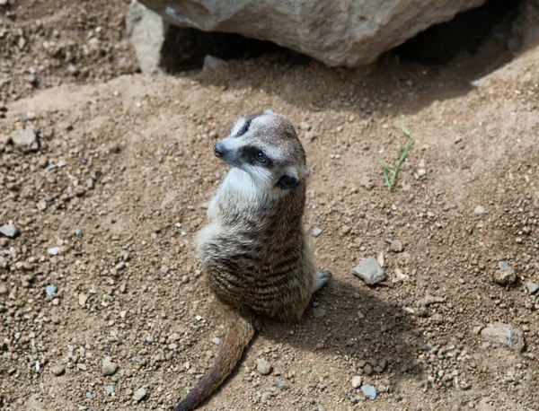 坐着的Meerkat回头看 Mongoose 动物园里的Suicat Suricatta可爱的动物 好奇的猫猫 — 图库照片