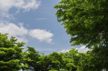 ağaçlar gökyüzü arka plan ile