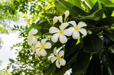beyaz çiçekler arka planda güneşli bir gün