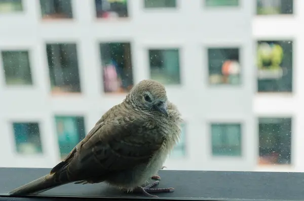 Птах біля вікна — стокове фото