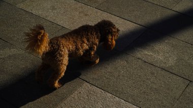 Güzel turuncu tüylü bir köpek gölgeyle kaplı caddede yürüyor..